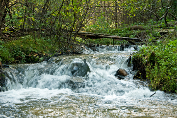 Roztoczański Park Narodowy to klejnot przyrody, gdzie natura rozkwita w pełnej krasie, a szlaki p...